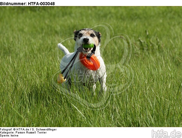 Parson Russell Terrier / HTFA-003048