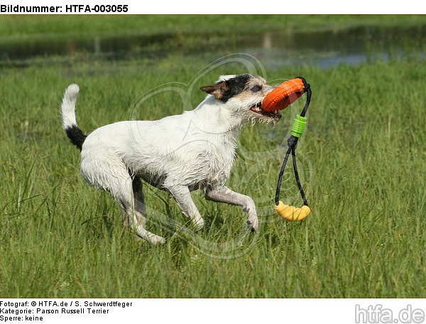 Parson Russell Terrier / HTFA-003055
