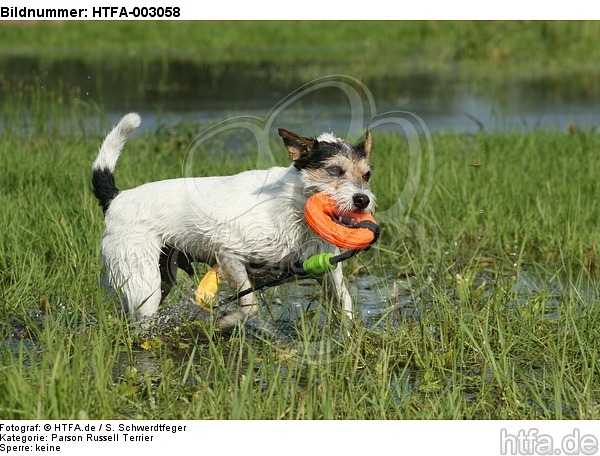 Parson Russell Terrier / HTFA-003058