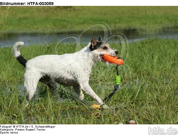 Parson Russell Terrier / HTFA-003059