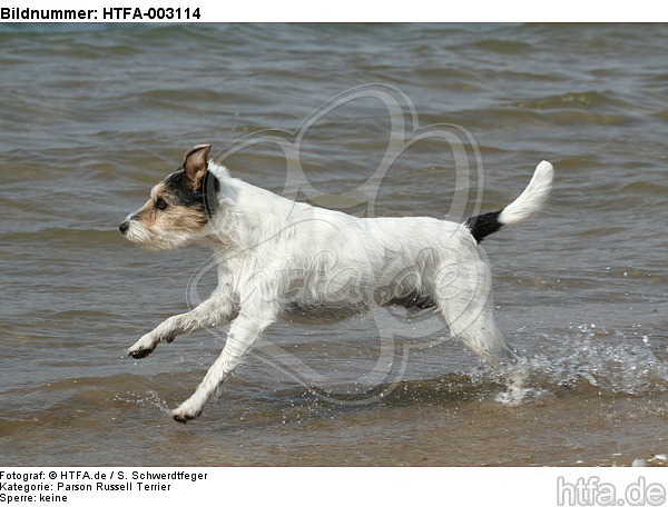 Parson Russell Terrier / HTFA-003114
