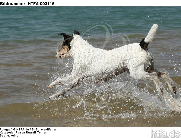 Parson Russell Terrier / HTFA-003116