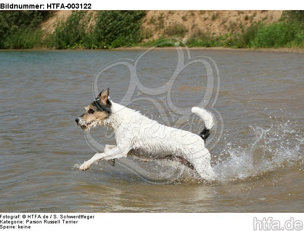 Parson Russell Terrier / HTFA-003122