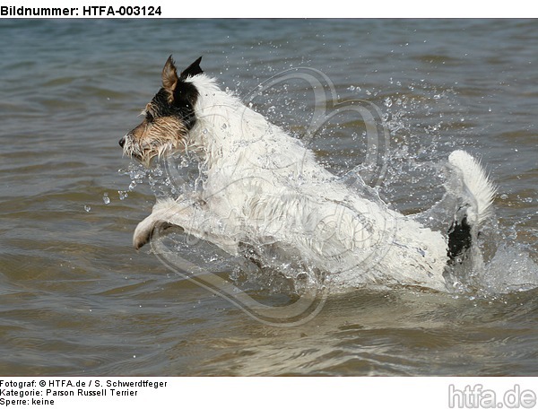 Parson Russell Terrier / HTFA-003124