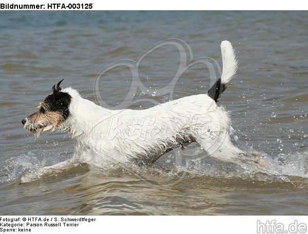 Parson Russell Terrier / HTFA-003125