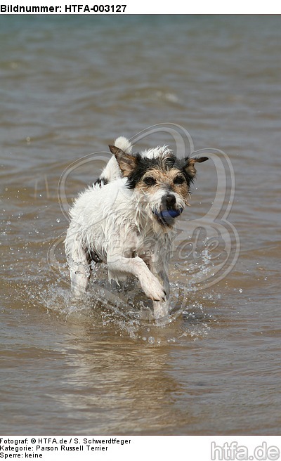 Parson Russell Terrier / HTFA-003127