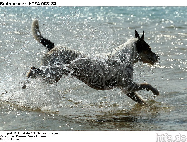 Parson Russell Terrier / HTFA-003133