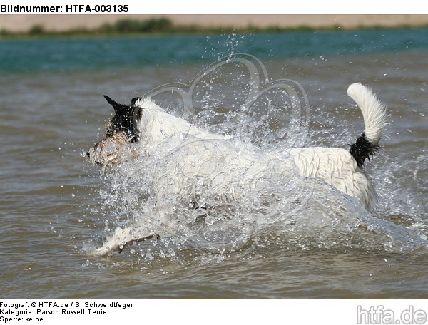 Parson Russell Terrier / HTFA-003135
