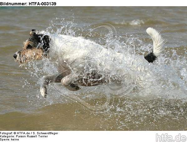 Parson Russell Terrier / HTFA-003139