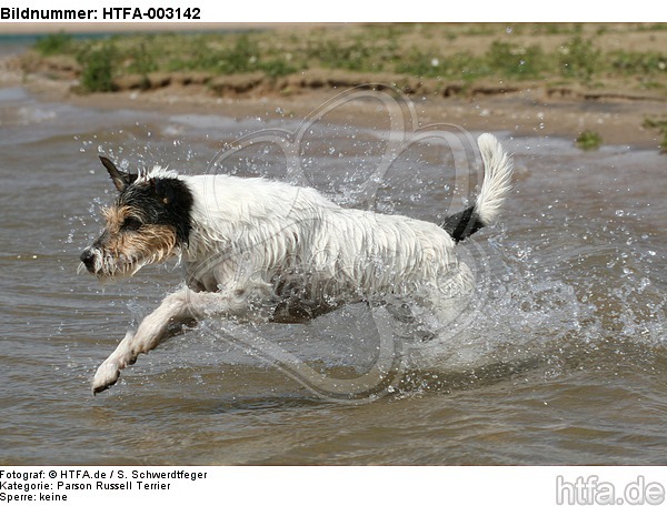 Parson Russell Terrier / HTFA-003142