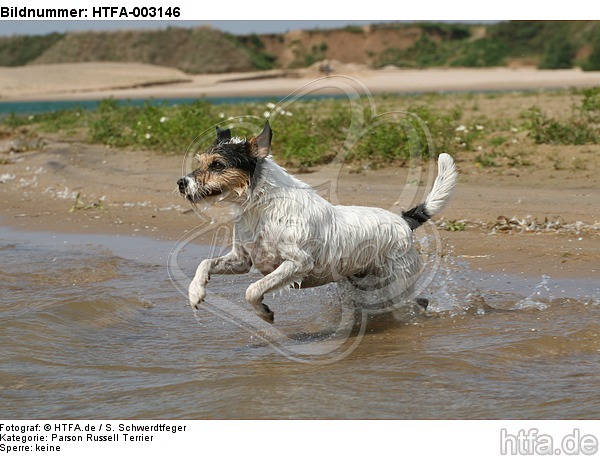 Parson Russell Terrier / HTFA-003146