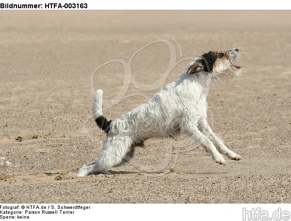 Parson Russell Terrier / HTFA-003163