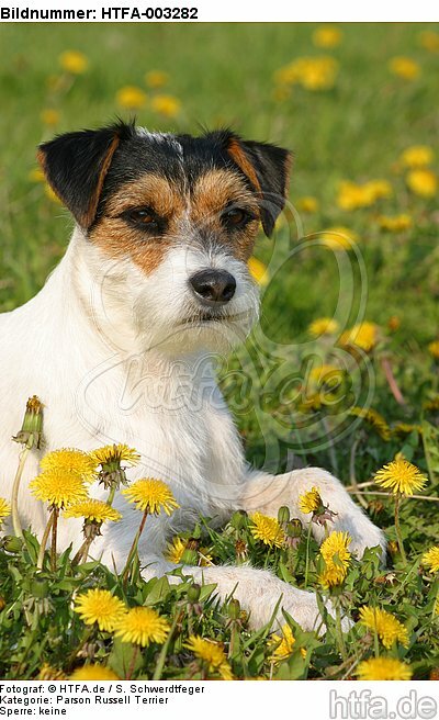 Parson Russell Terrier / HTFA-003282