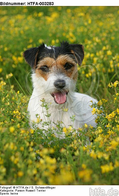 Parson Russell Terrier / HTFA-003283