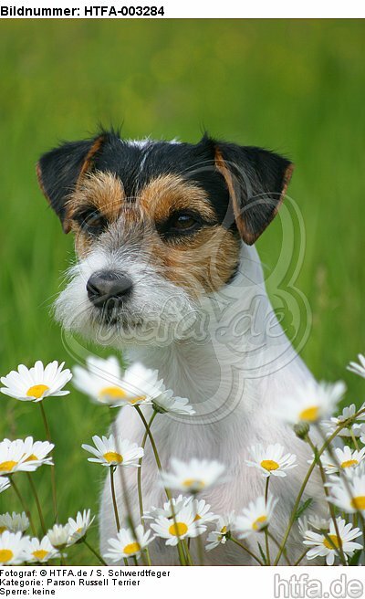 Parson Russell Terrier / HTFA-003284