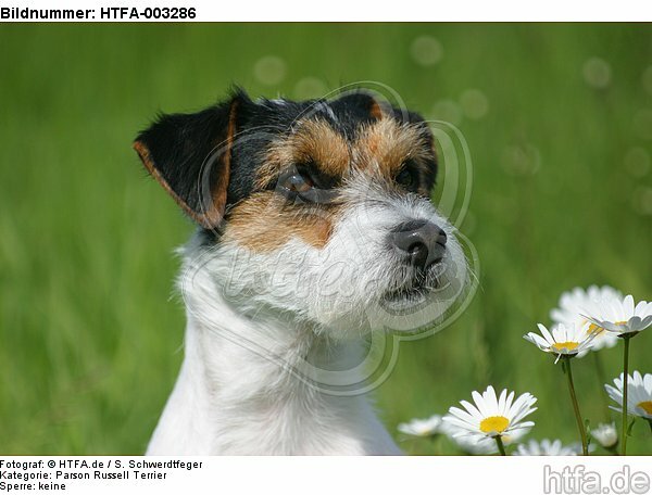 Parson Russell Terrier / HTFA-003286