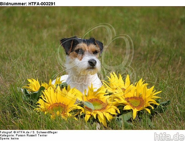 Parson Russell Terrier / HTFA-003291