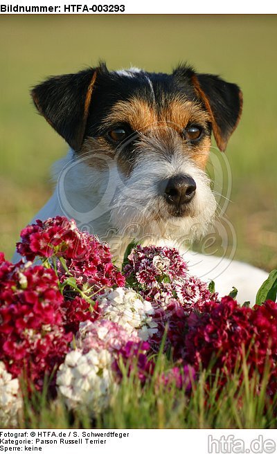 Parson Russell Terrier / HTFA-003293