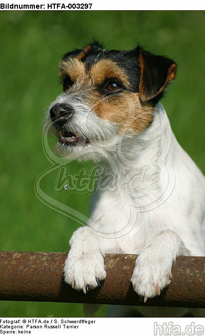Parson Russell Terrier / HTFA-003297