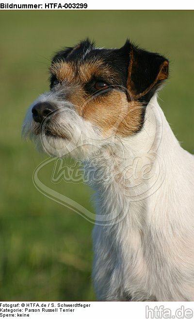 Parson Russell Terrier / HTFA-003299