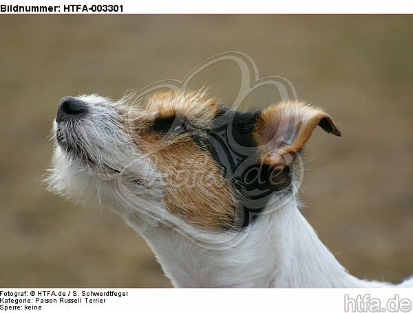 Parson Russell Terrier / HTFA-003301