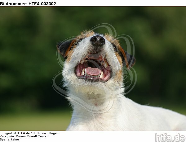Parson Russell Terrier / HTFA-003302