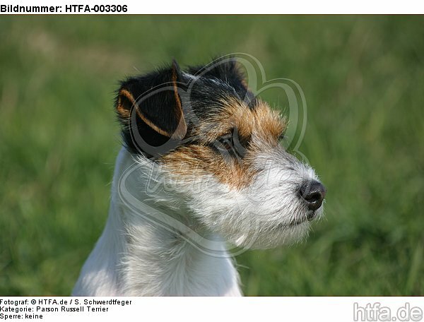 Parson Russell Terrier / HTFA-003306