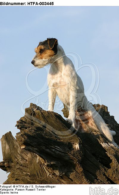 Parson Russell Terrier / HTFA-003445