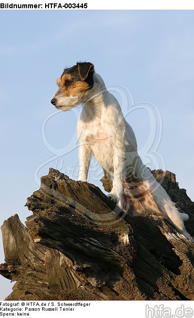 Parson Russell Terrier / HTFA-003445