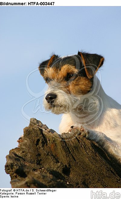 Parson Russell Terrier / HTFA-003447
