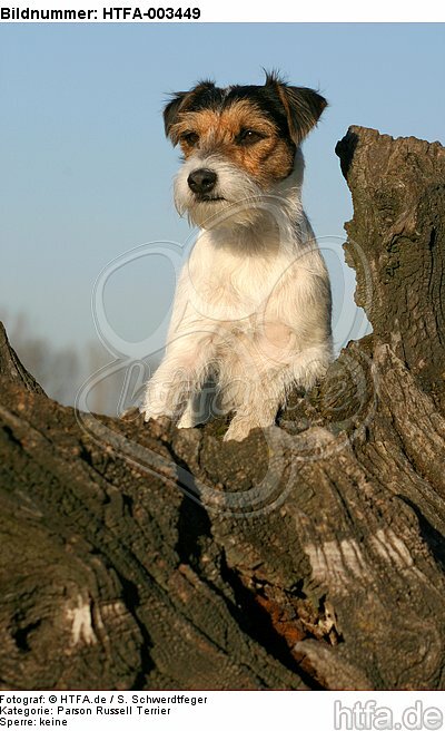Parson Russell Terrier / HTFA-003449