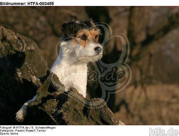 Parson Russell Terrier / HTFA-003455