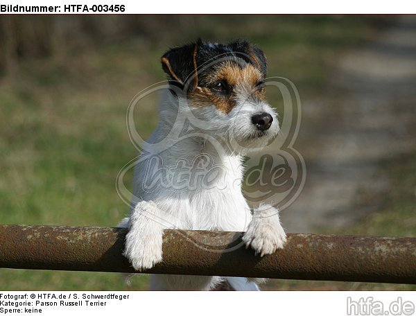 Parson Russell Terrier / HTFA-003456