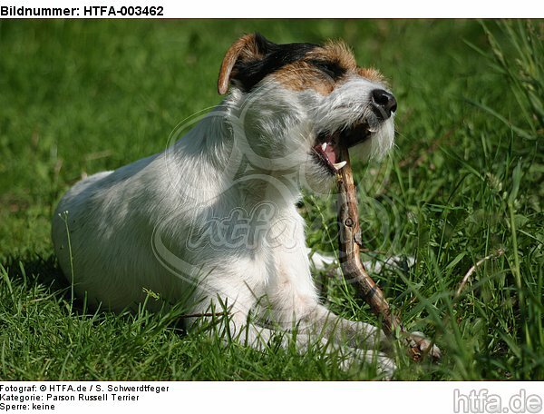 Parson Russell Terrier / HTFA-003462