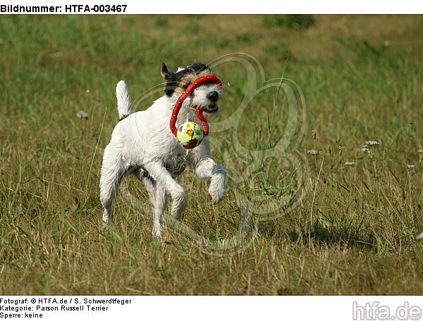Parson Russell Terrier / HTFA-003467