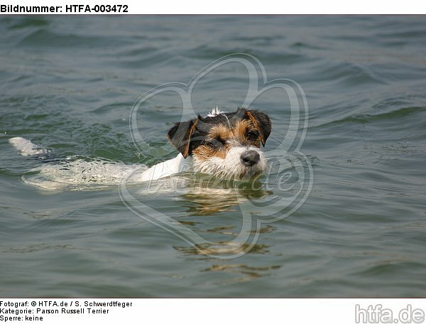 Parson Russell Terrier / HTFA-003472