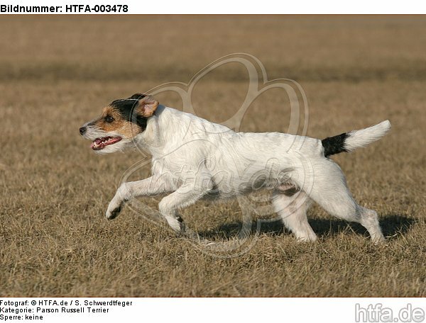Parson Russell Terrier / HTFA-003478