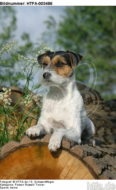 Parson Russell Terrier / HTFA-003486