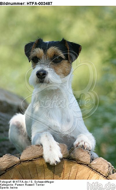 Parson Russell Terrier / HTFA-003487