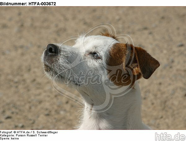 Parson Russell Terrier / HTFA-003672