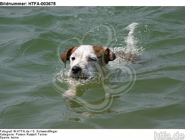Parson Russell Terrier / HTFA-003675