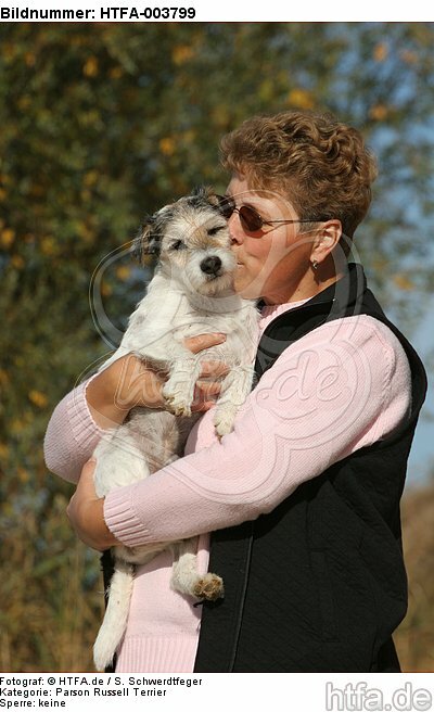 Parson Russell Terrier / HTFA-003799