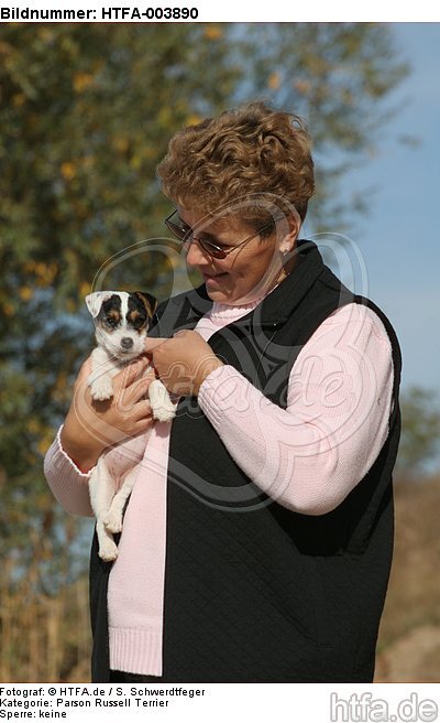 Parson Russell Terrier Welpe / parson russell terrier puppy / HTFA-003890