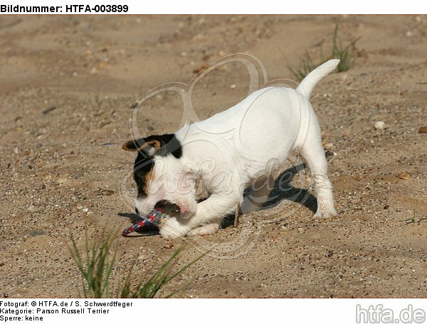 Parson Russell Terrier Welpe / parson russell terrier puppy / HTFA-003899