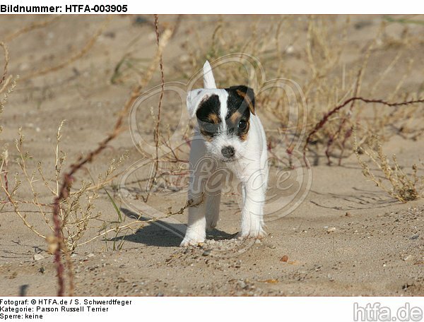Parson Russell Terrier Welpe / parson russell terrier puppy / HTFA-003905