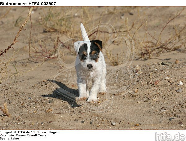 Parson Russell Terrier Welpe / parson russell terrier puppy / HTFA-003907