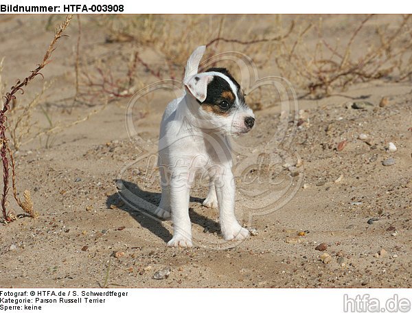 Parson Russell Terrier Welpe / parson russell terrier puppy / HTFA-003908