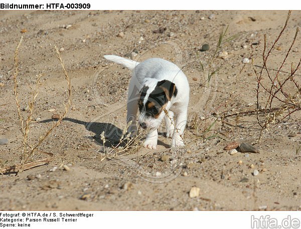 Parson Russell Terrier Welpe / parson russell terrier puppy / HTFA-003909