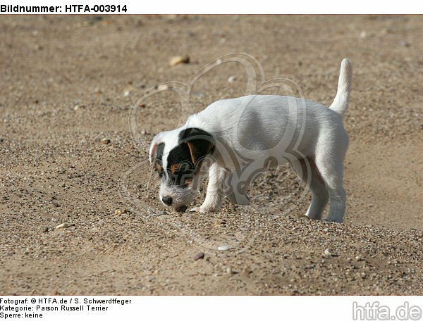 Parson Russell Terrier Welpe / parson russell terrier puppy / HTFA-003914