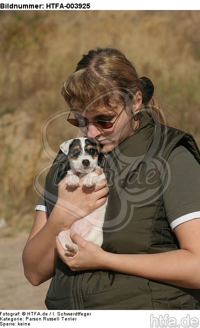 Parson Russell Terrier Welpe / parson russell terrier puppy / HTFA-003925